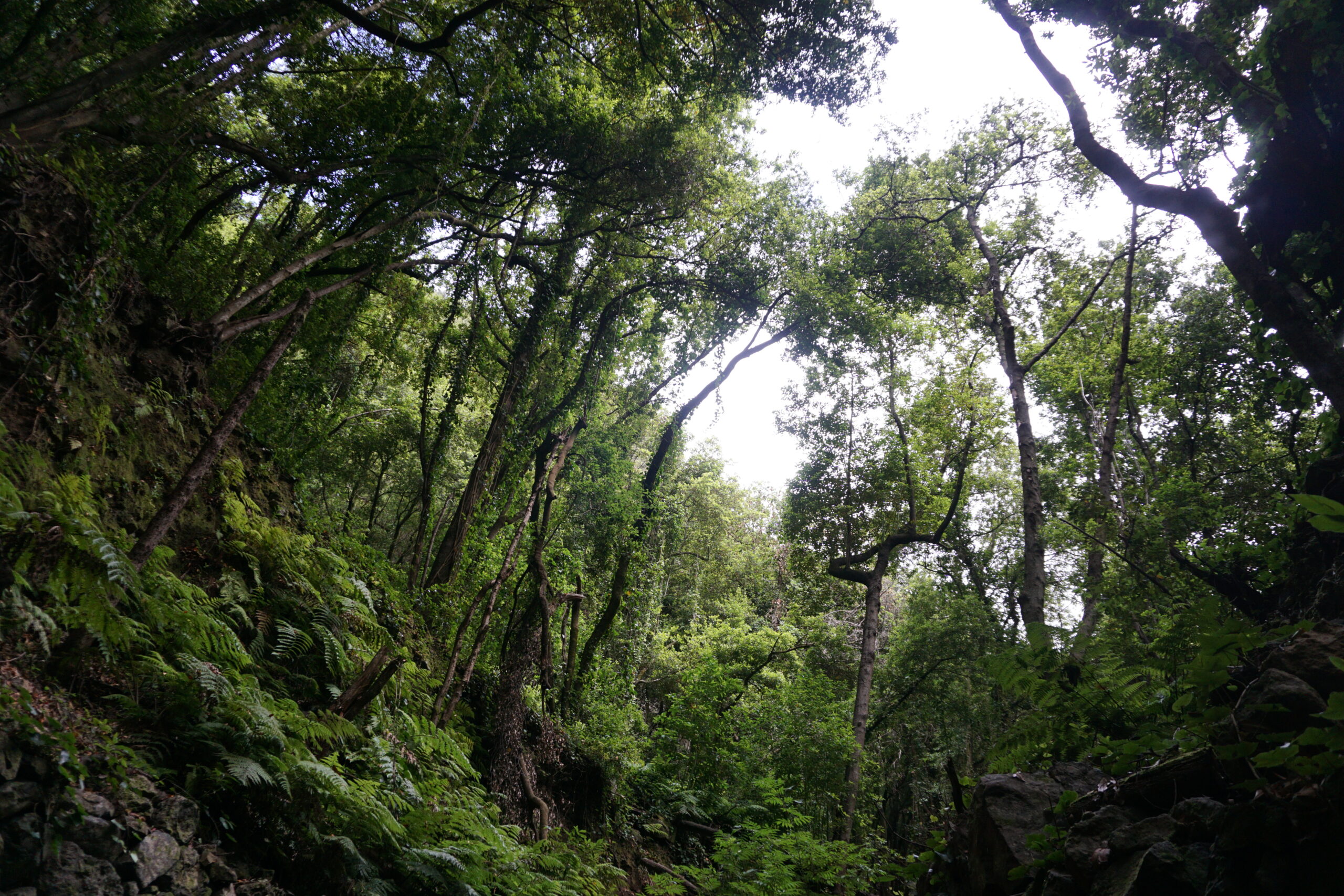 Promenade dans la laurisylve du Bosque de los Tilos : sa verdure et notre 1re cascade canarienne !